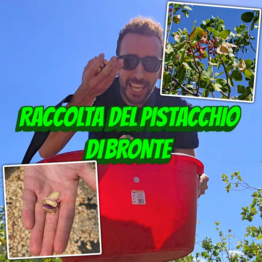 La raccolta del Pistacchio di Bronte: tradizione, tecniche e segreti dell'oro verde dell’Etna